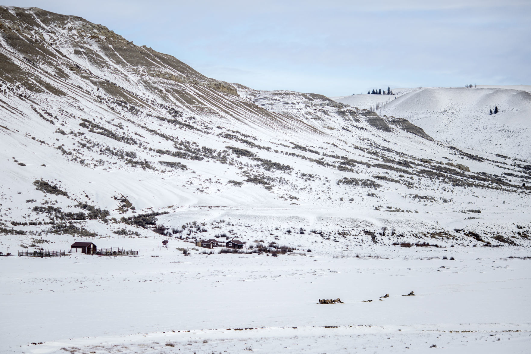 Wolves in the Gros Ventre